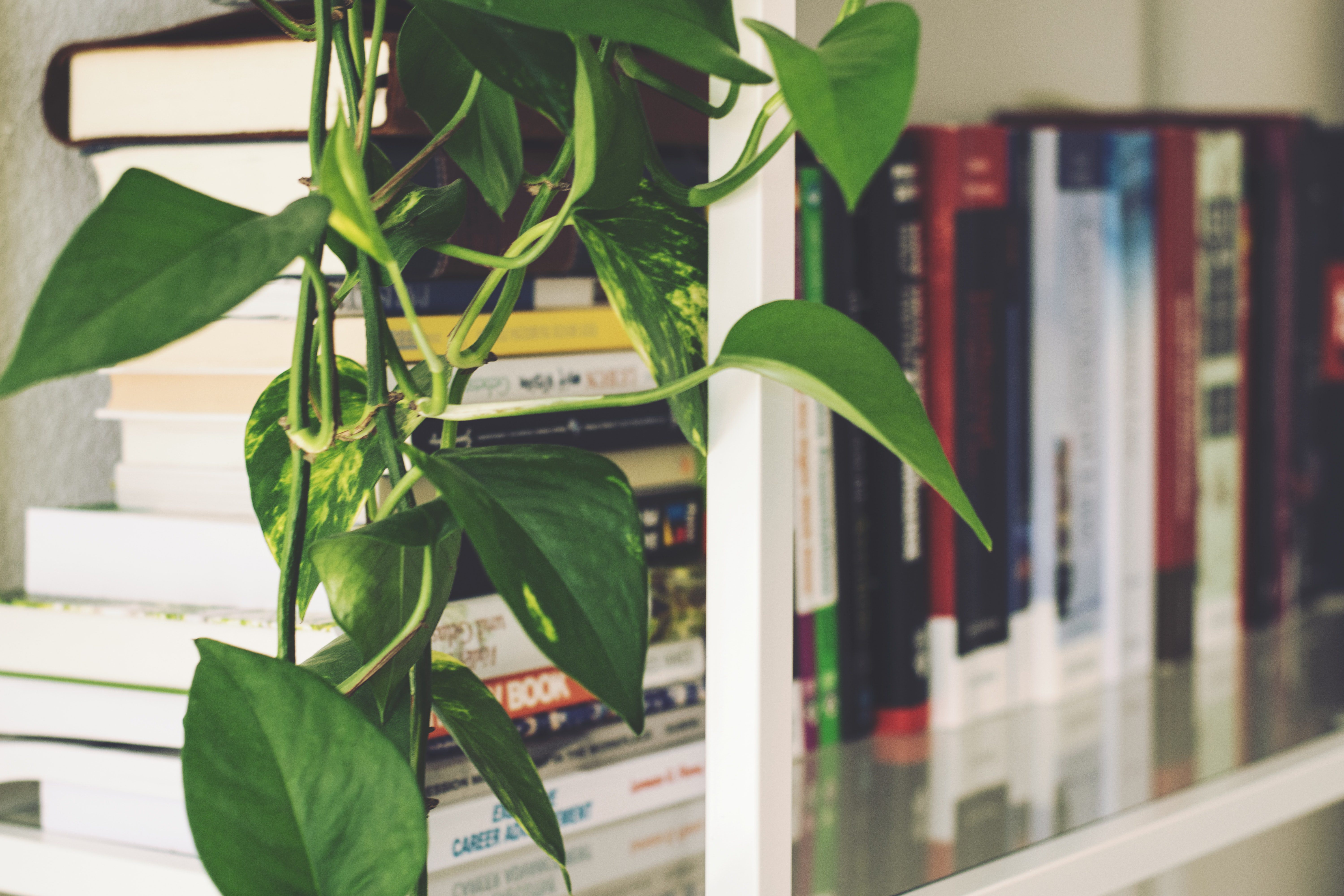 pothos houseplants hanging from a bookshelf