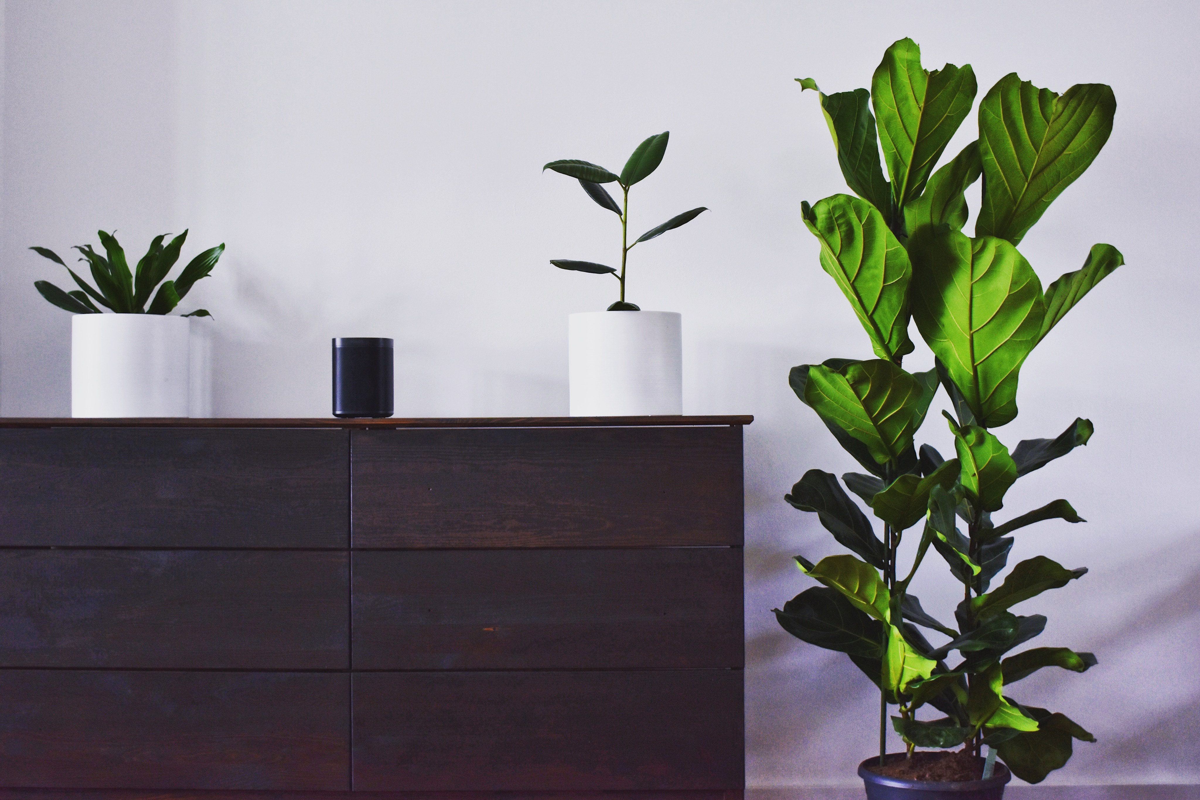 three houseplants with a bedroom dresser