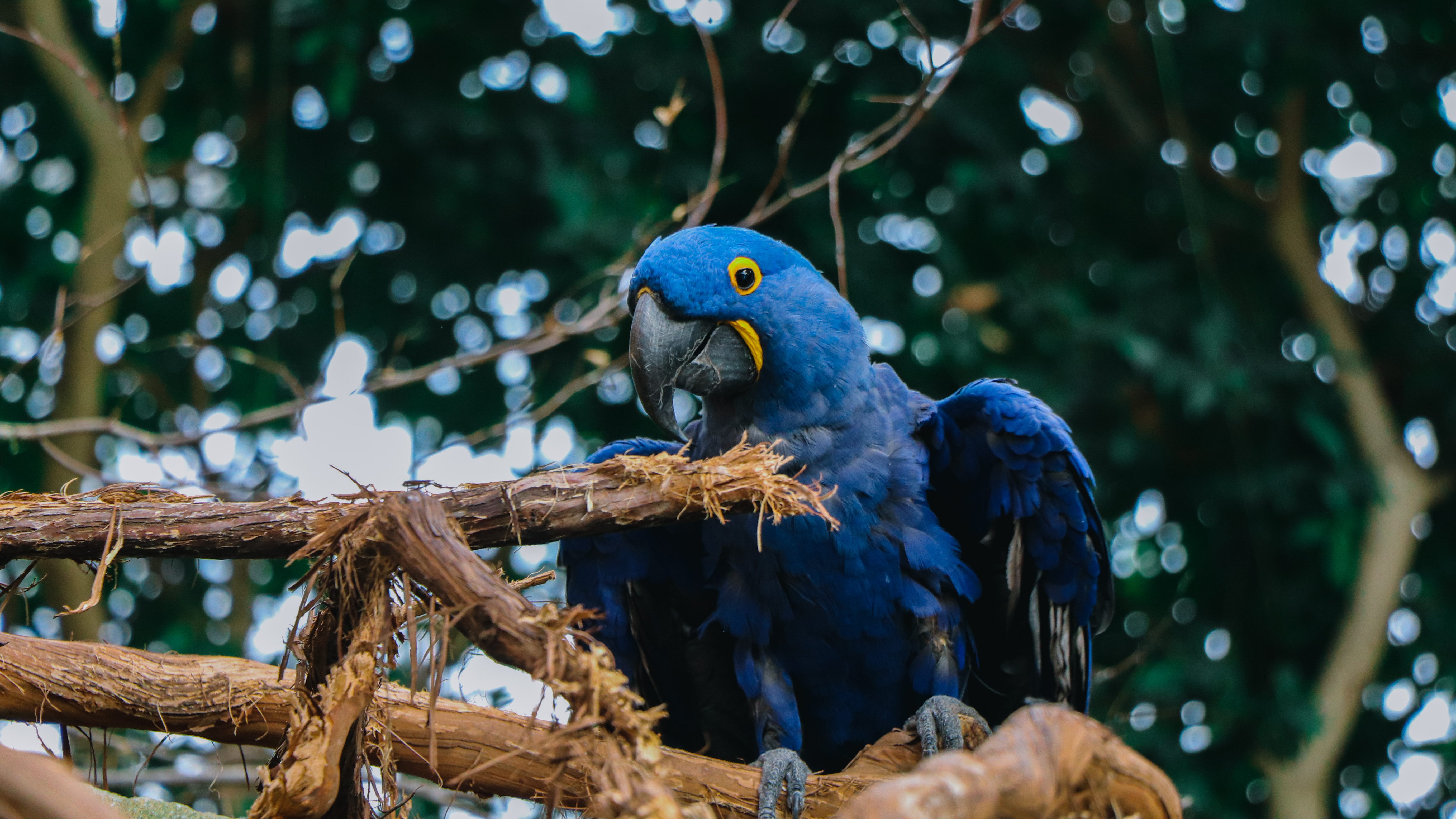 Located in the North Side of Pittsburgh, PA, the National Aviary is America’s only independent indoor nonprofit zoo that is dedicated exclusively to birds.