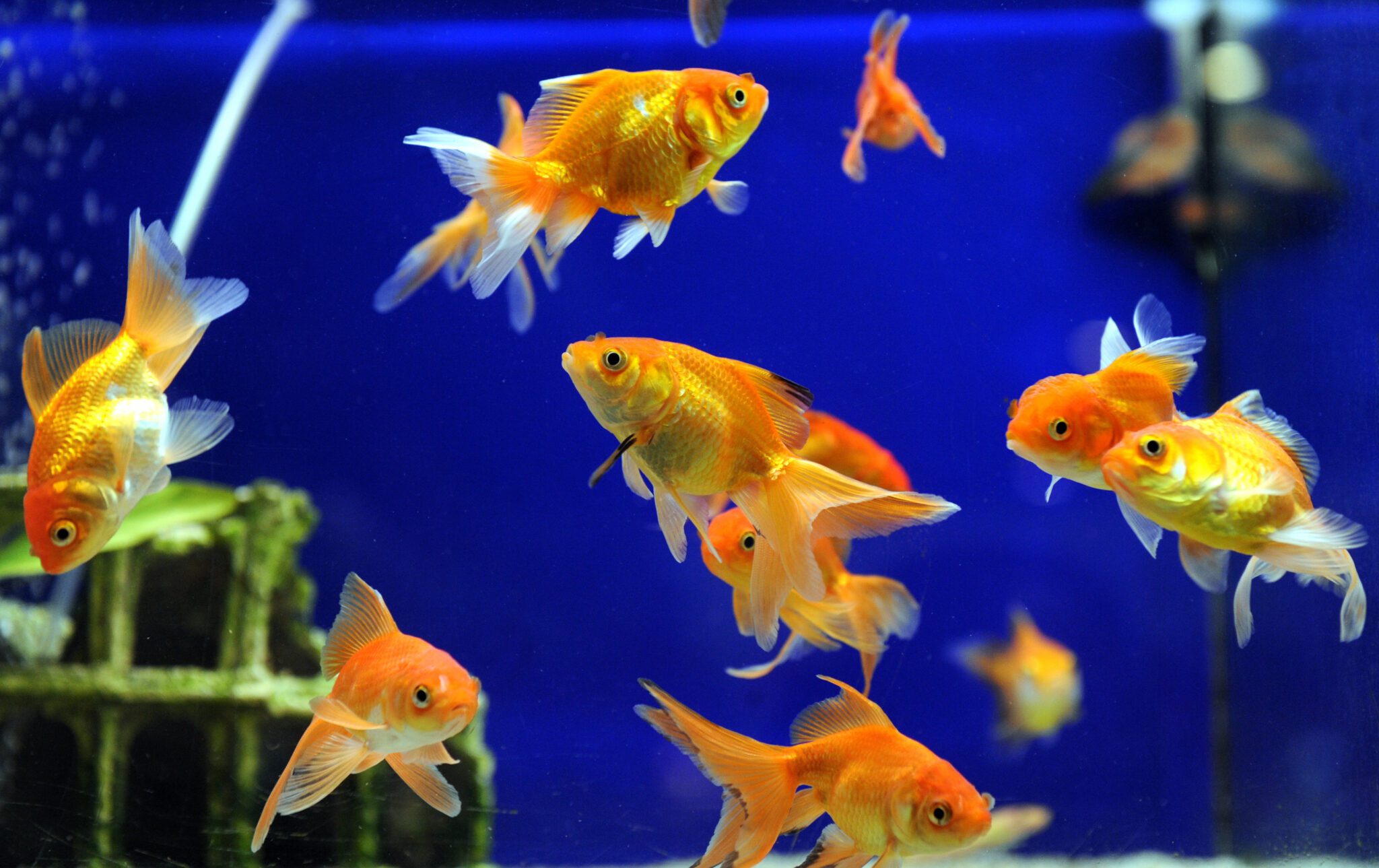 How to Move or Store a Fish Tank